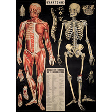 Load image into Gallery viewer, Cavallini Poster Wrapping Paper Anatomy
