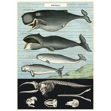 Load image into Gallery viewer, Cavallini Poster Wrapping Paper Whales
