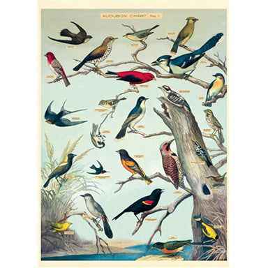 Cavallini Poster Wrapping Paper Audubon Bird