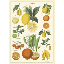Load image into Gallery viewer, Cavallini Poster Wrapping Paper Citrus
