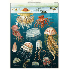 Load image into Gallery viewer, Cavallini Poster Wrapping Paper Oceanography
